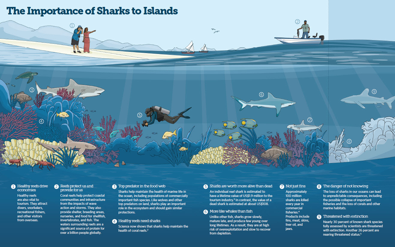 Protecting Sharks in the Pacific | The Pew Charitable Trusts