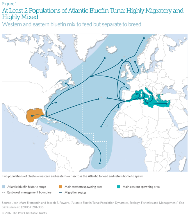 North Atlantic Fish Species Chart