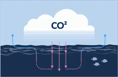 Illustration of carbon dioxide cycle