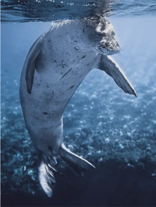 A seal, his head almost out of the water, looking down