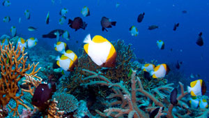 Australia’s Coral Sea, located east of the world-renowned Great Barrier Reef.