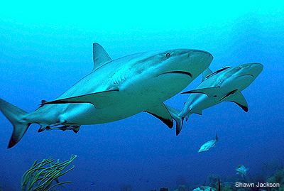 Sharks in Honduras