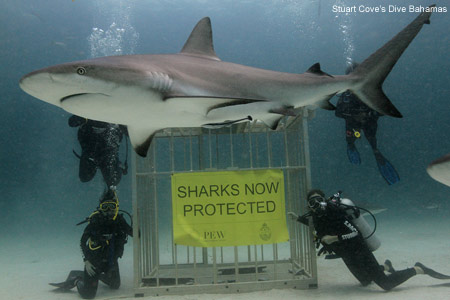 Sharks Now Protected