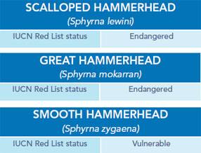 Hammerheads Chart