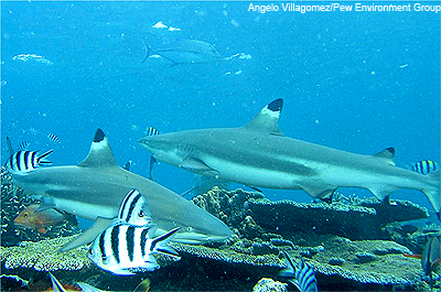 Sharks in Fiji