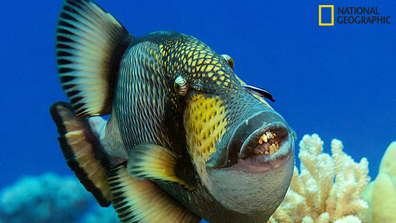 This triggerfish may have a comical appearance, but the wavelike motion of its fins and the peaceful inter-species partnership it’s displaying with the cleaner fish below its eyes add an unexpected level of beauty and inspiration.