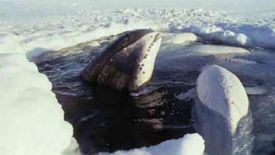 Bowhead and beluga surface in a polynya