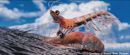 Happy Feet Krill, Courtesy of Warner Bros. Pictures Happy Feet Krill, Courtesy of Warner Bros. Pictures