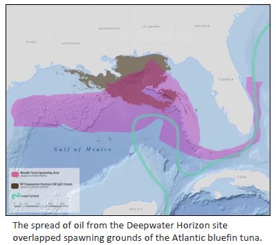 Deepwater Horizon oil spill spread