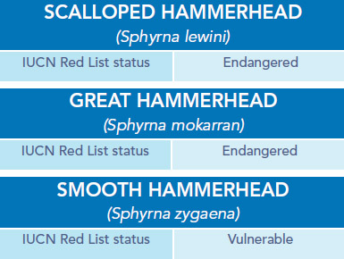 Hammerhead IUCN Status
