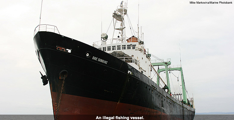 Illegal fishing vessel