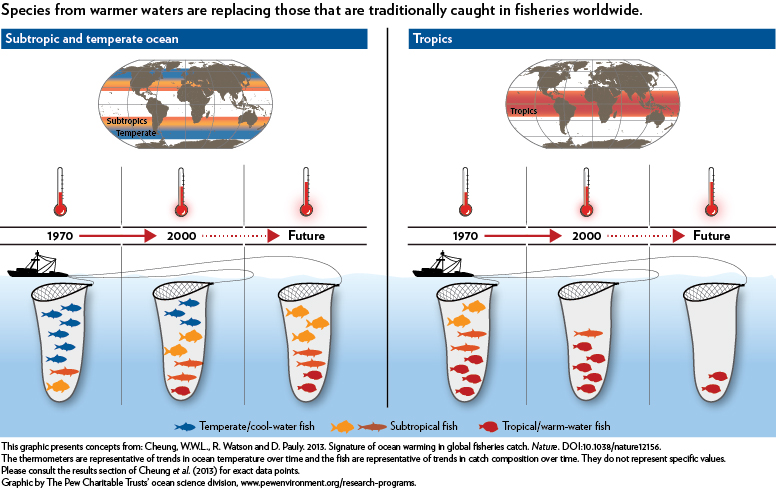 Species from warmer waters are replacing those that are traditionally caught in fisheries worldwide.