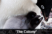 'The Colony'
