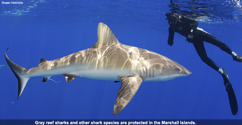 Gray reef sharks and other shark species are protected in the Marshall Islands.