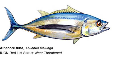 tuna-albacore-iucn-400-lw