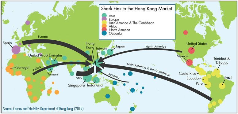 Shark supply chain