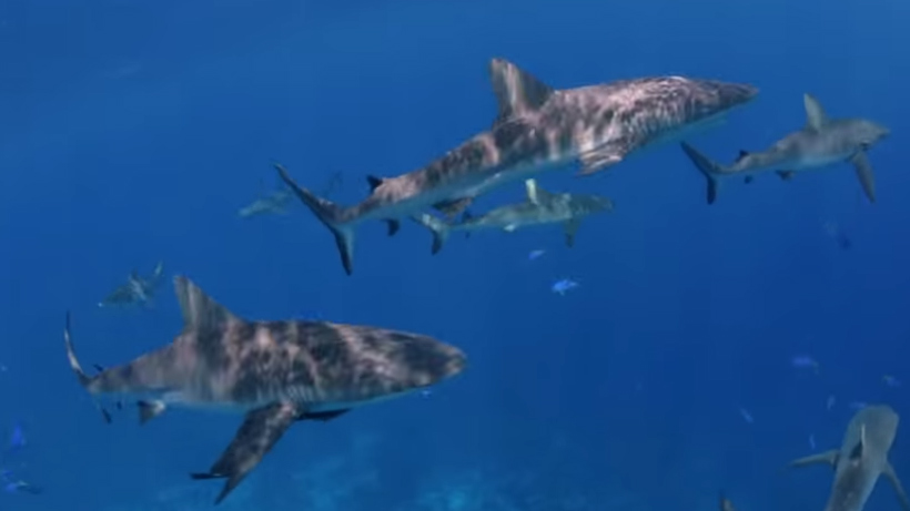 Marshall Islands: The World's Largest Shark Sanctuary
