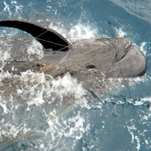 Pacific Swordfish