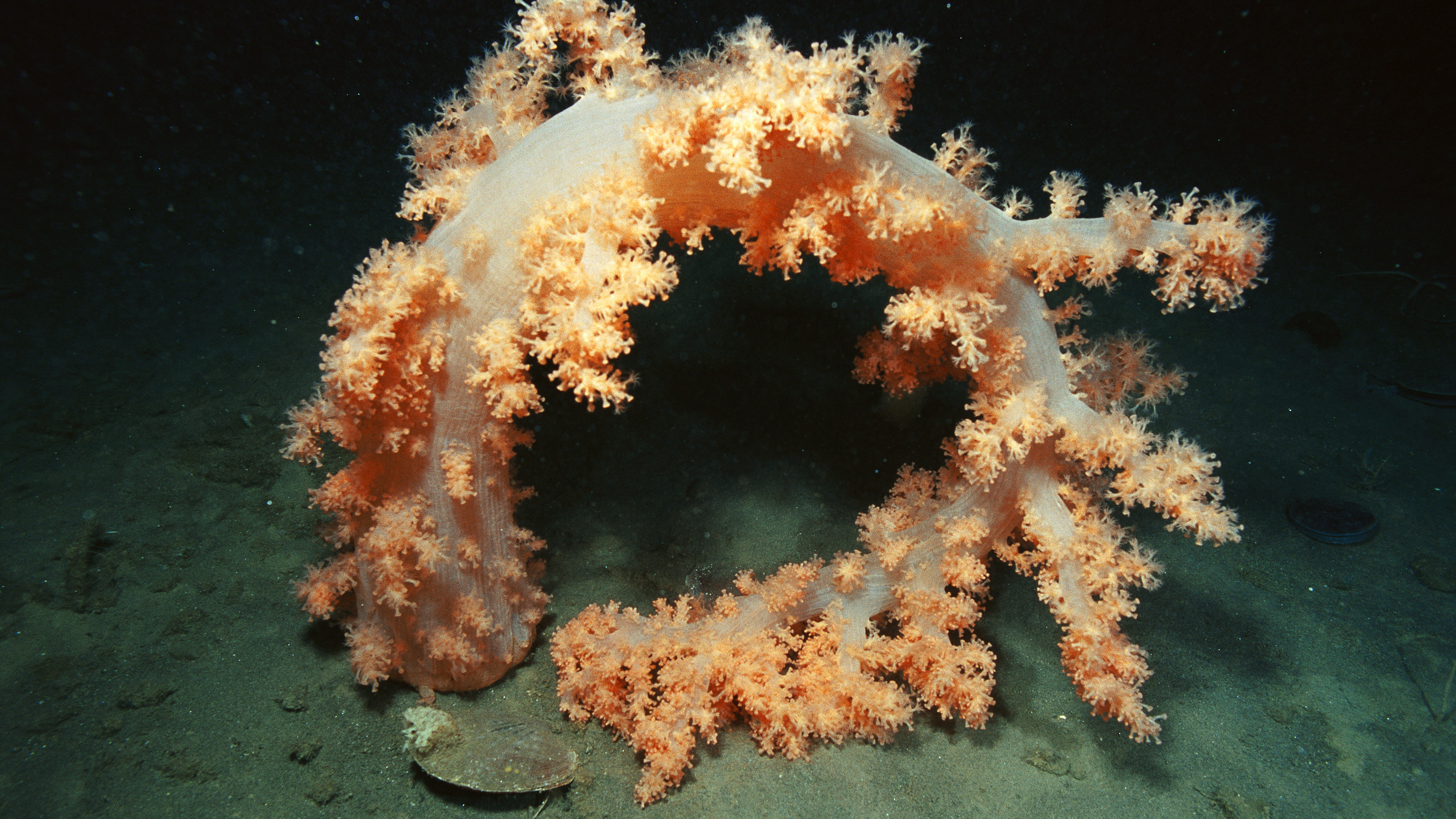 Antarctic Coral