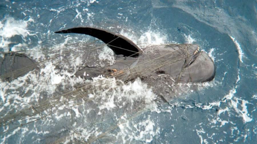 Drift gillnets targeting swordfish also entangle many other species of marine life, including the pilot whale shown here.