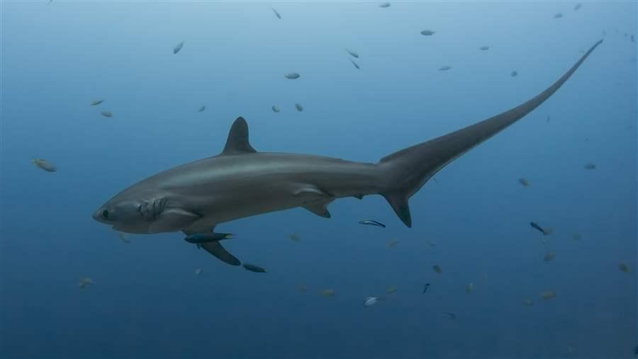 Thresher Shark