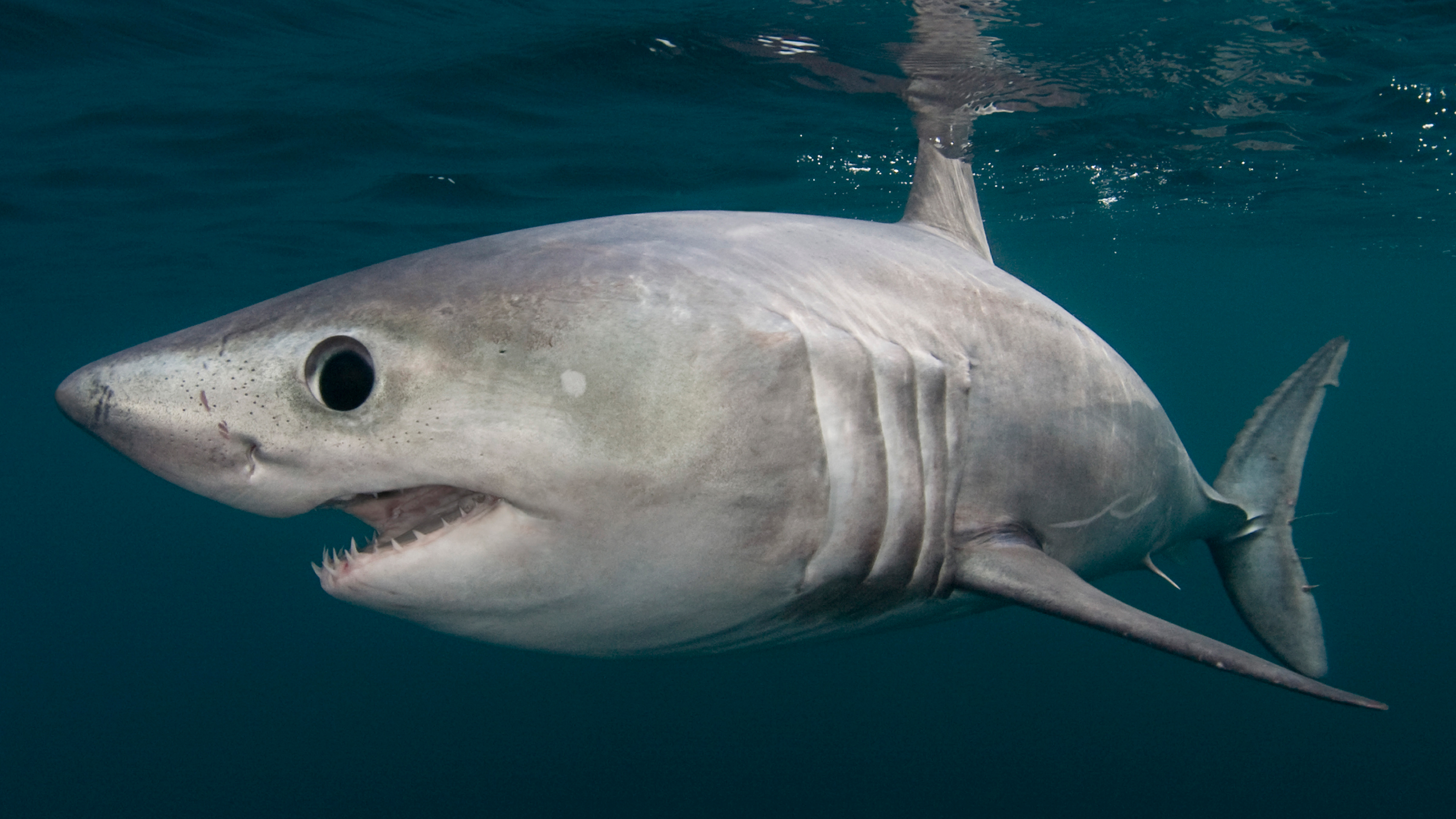 Time to Protect Bluefin Tuna and Porbeagle Sharks From Illegal Trade
