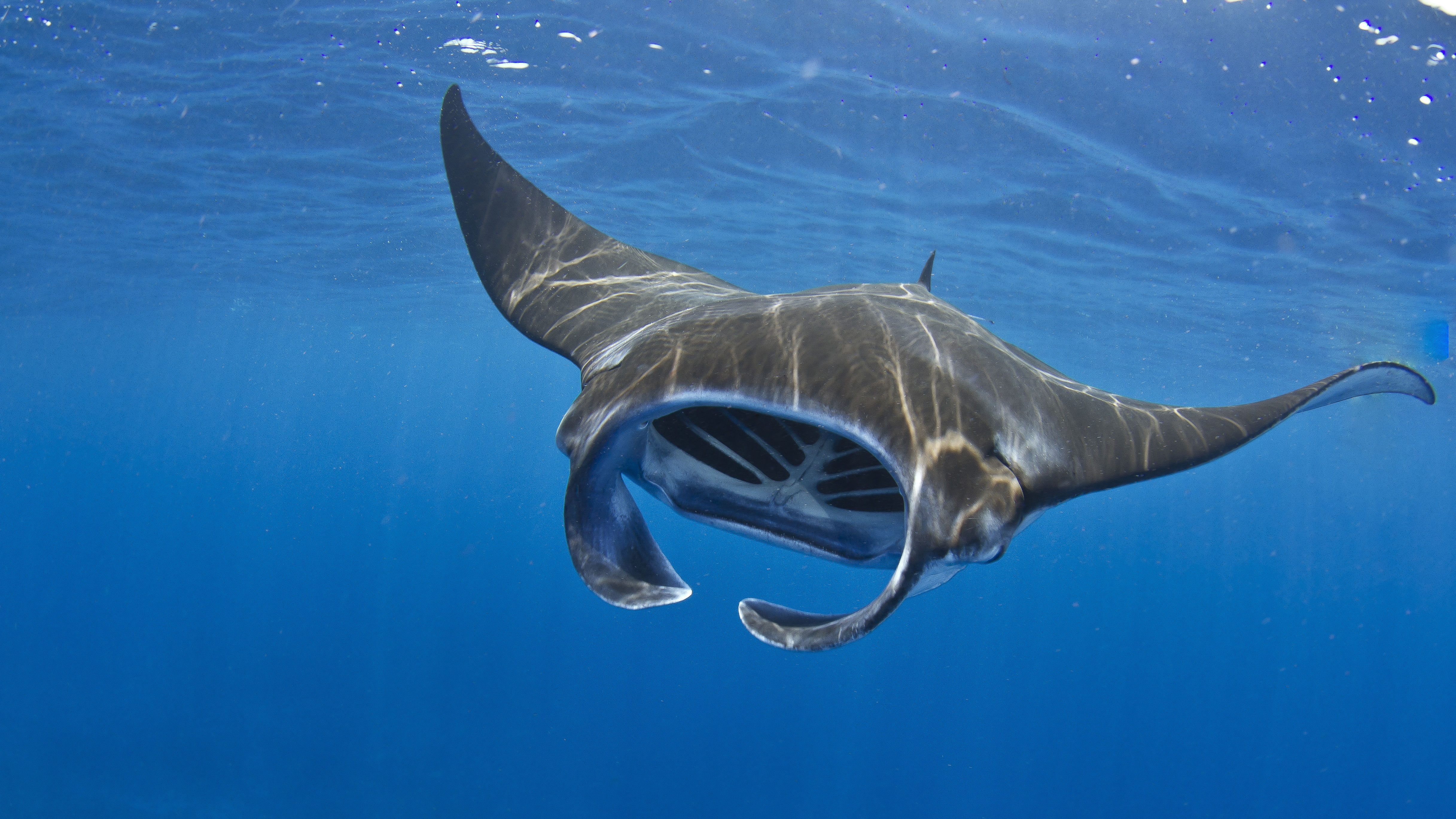 Manta Ray