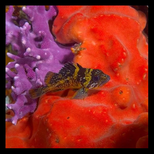 Young China rockfish nestled within a colony of California hydrocoral