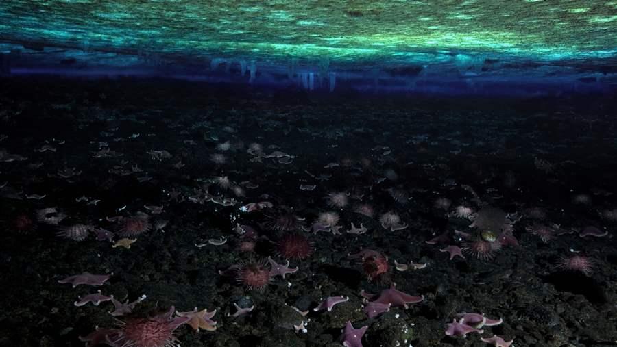 Sea Stars and Sea Urchins under the ice