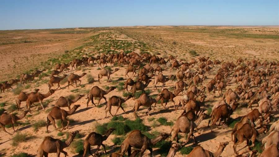 Feral Camels in the Outback