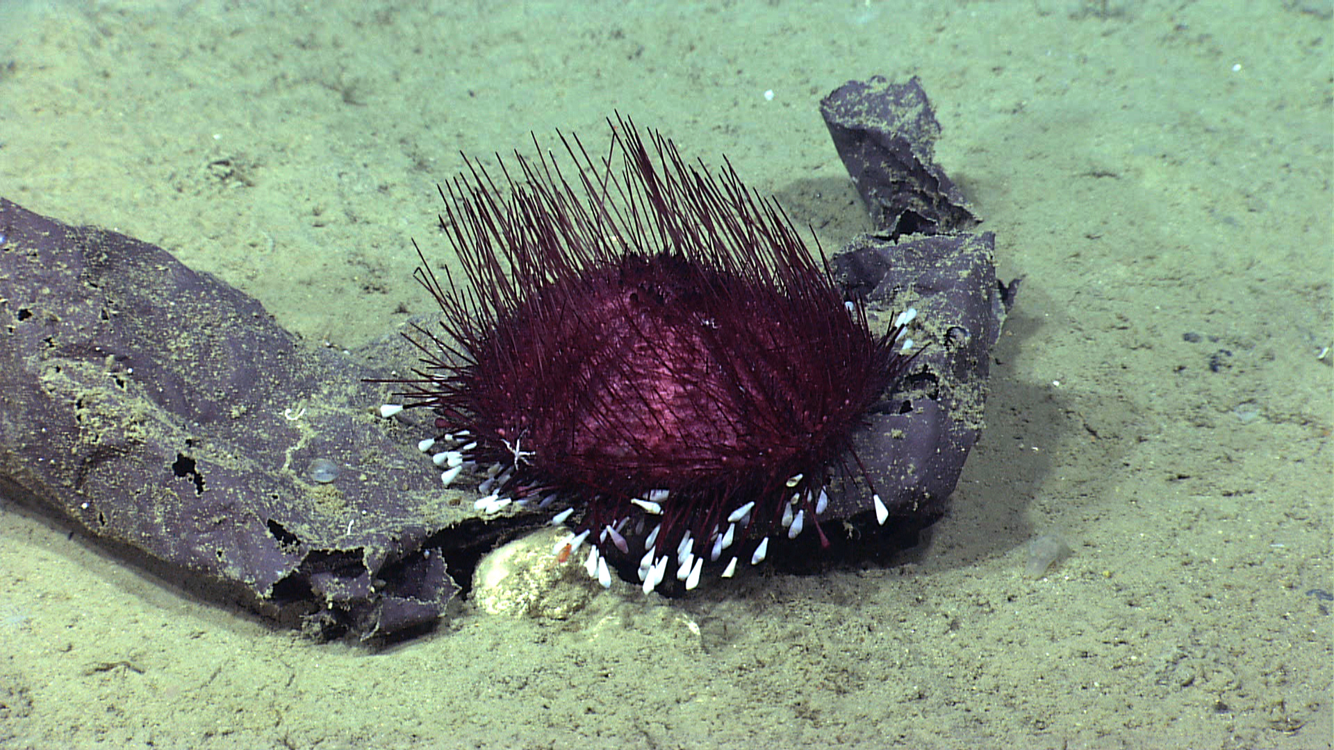 Unlike urchins along the shore, these deep-sea urchins don’t have a hard skeleton. When brought to the surface they deflate into their namesake pancake shape.