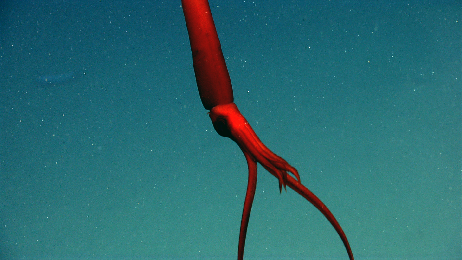 This striking deep-sea squid was photographed in what is called a “tuning fork” position, with each tentacle held rigid to catch its prey.