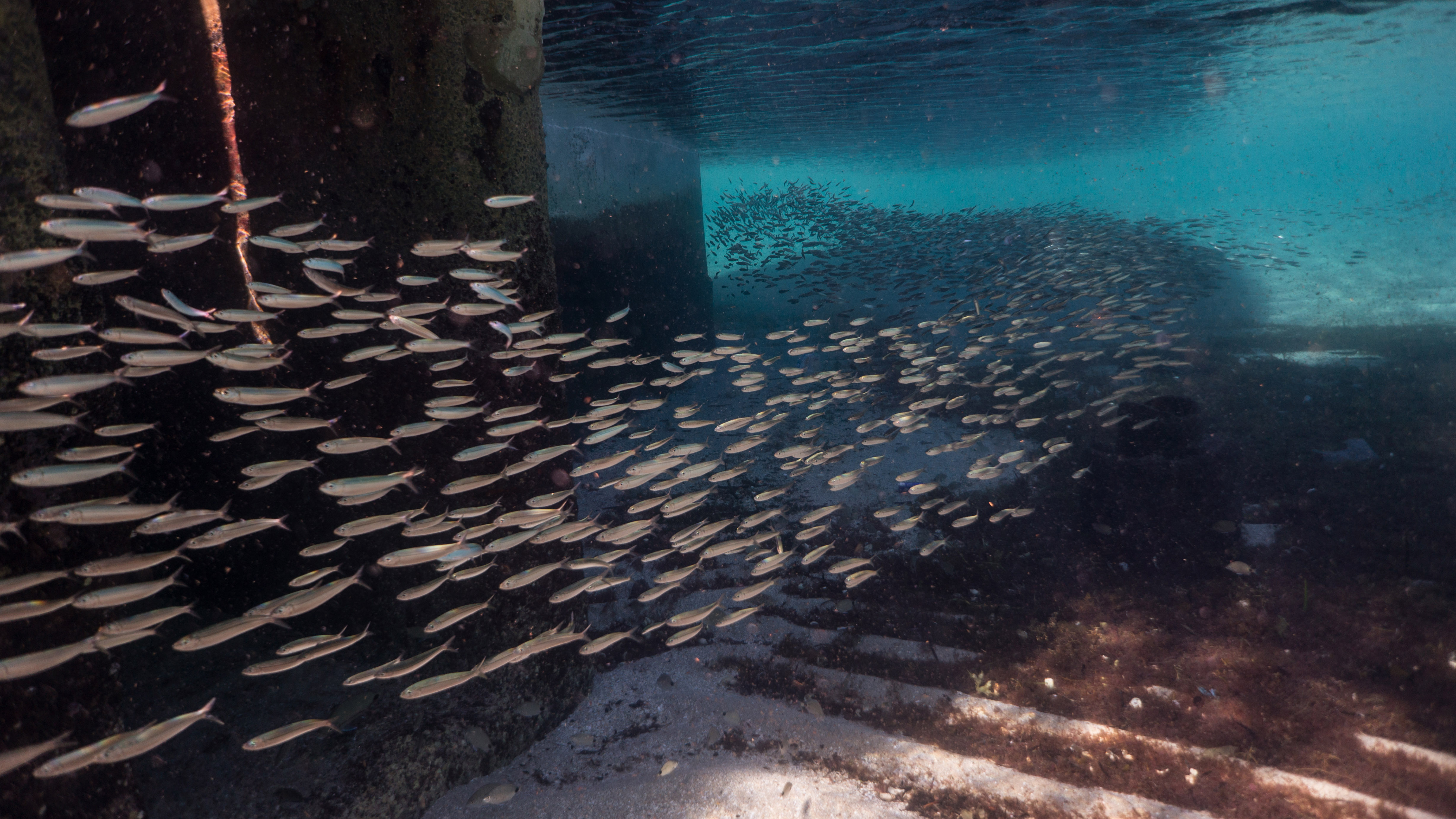 A school of forage fish, including cigar minnows, darts under the shadow of a dock, possibly to avoid detection by predators. In addition to being essential food for marine life, forage fish also are in high demand as feed for fish farms and livestock and for use in consumer products such as cosmetics, pet food, and fertilizers.