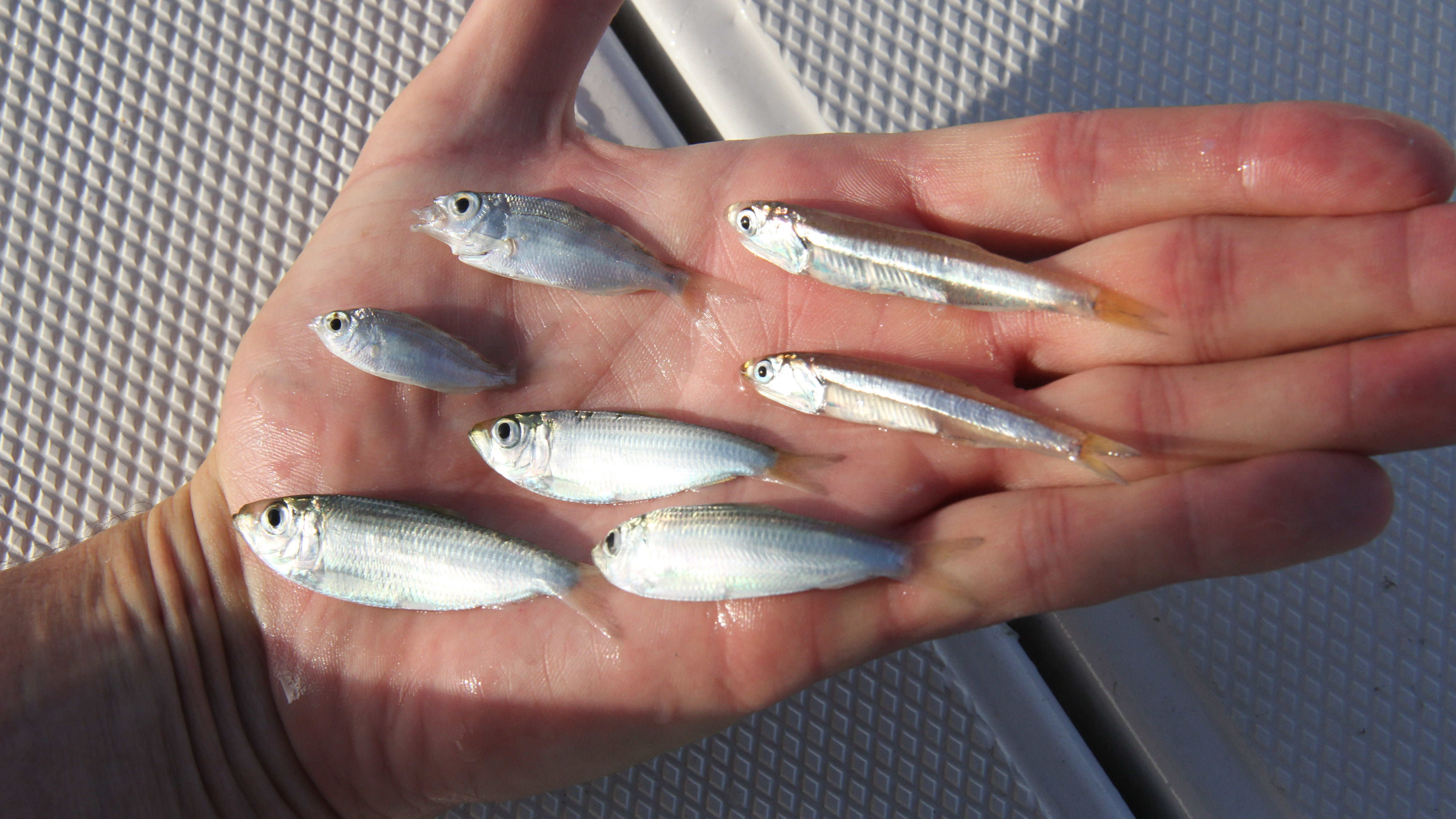 One throw of a cast net captured these three species of forage fish. Clockwise from the top are two Cuban anchovies, or glass minnows; three scaled sardines, sometimes called pilchards; and two spotfin mojarras. Forage species accounted for nearly 20 percent of all commercial catch off Florida in 2012, and few rules directly limit the amount that can be taken each year.