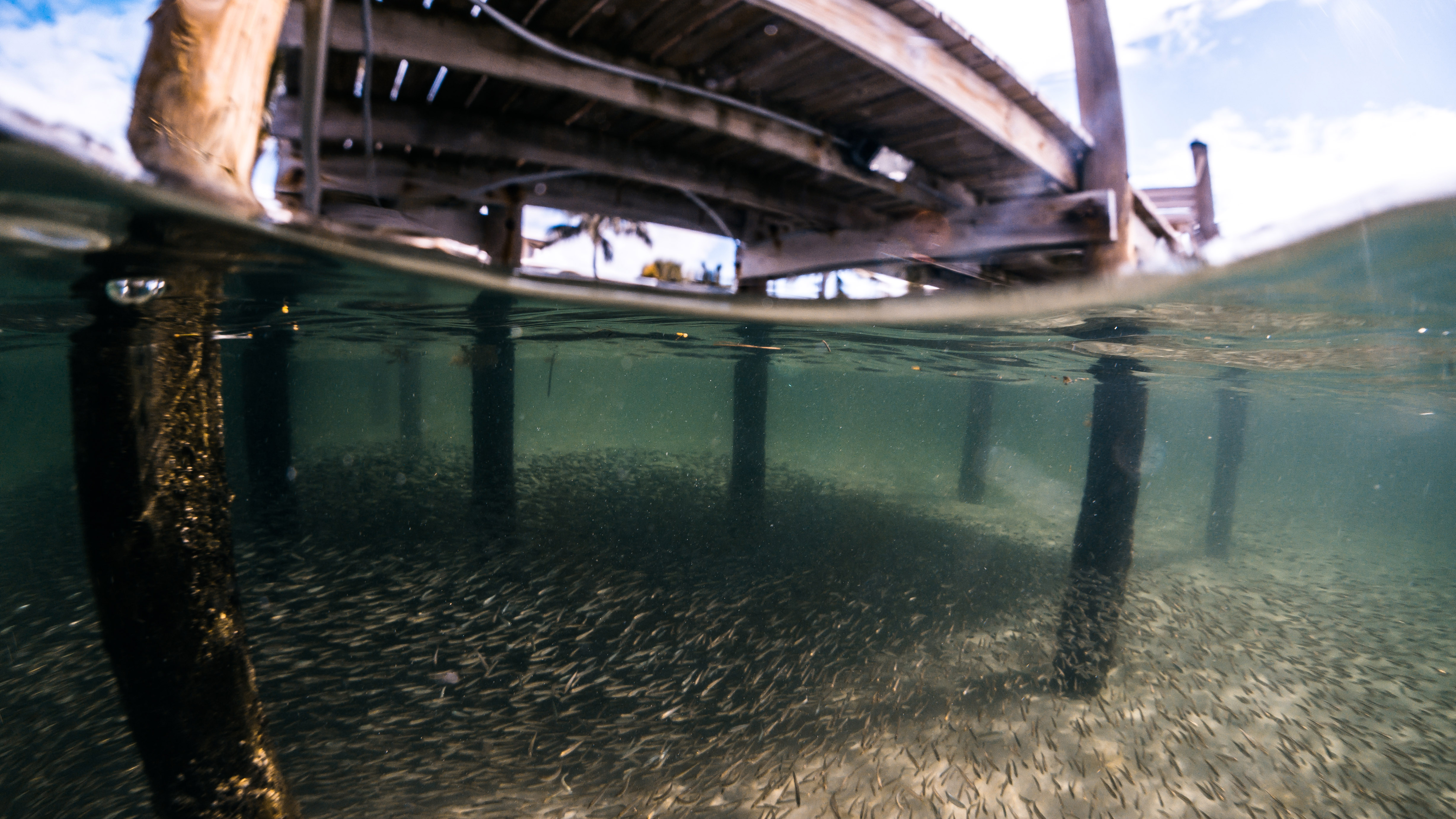 Overhead structure and shade can protect forage fish from birds, but leave them vulnerable to ambush by predators lurking in the shadows. Small schooling fish are also susceptible to pollution from increasing coastal development and other sources as well as changing ocean conditions, such as more acidic and warmer waters.
