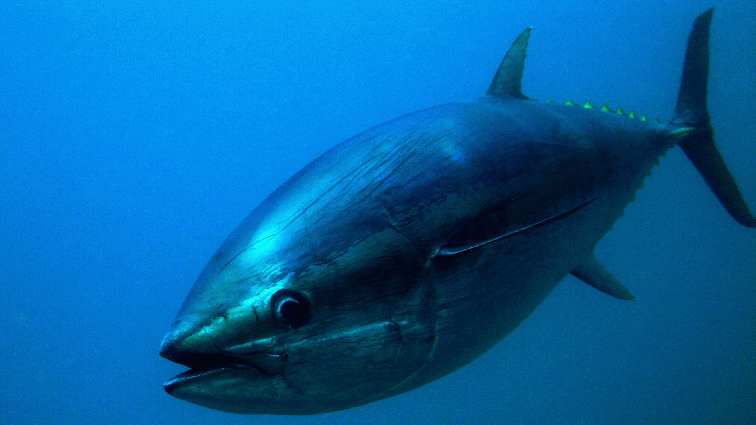 Bluefin Tuna Closeup