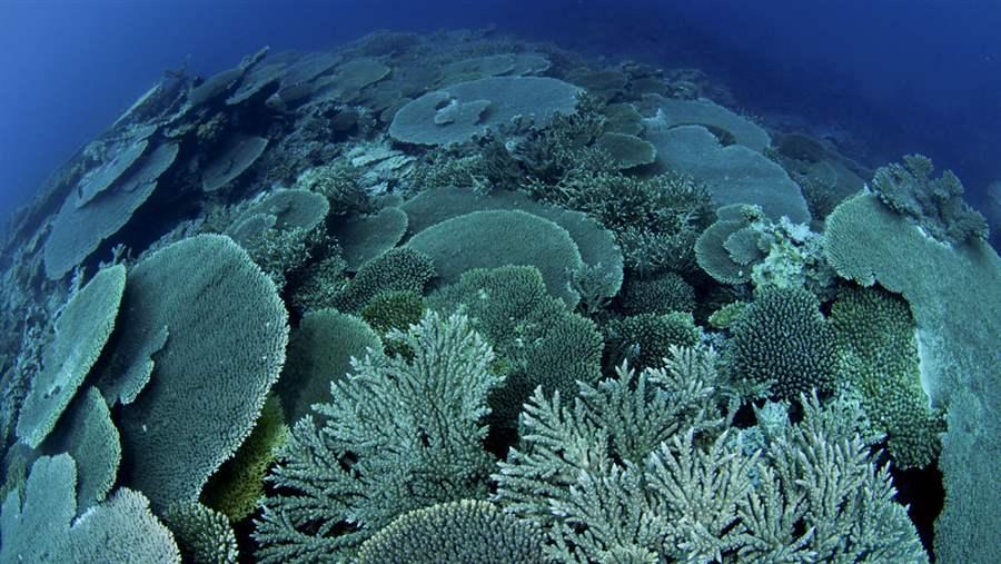 Coral reefs in Rapa, Austral Islands.