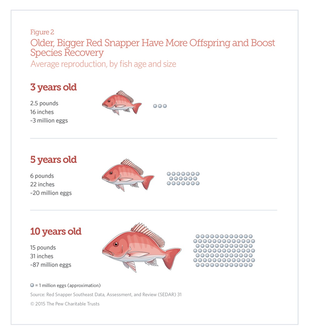 Snapper Age Chart