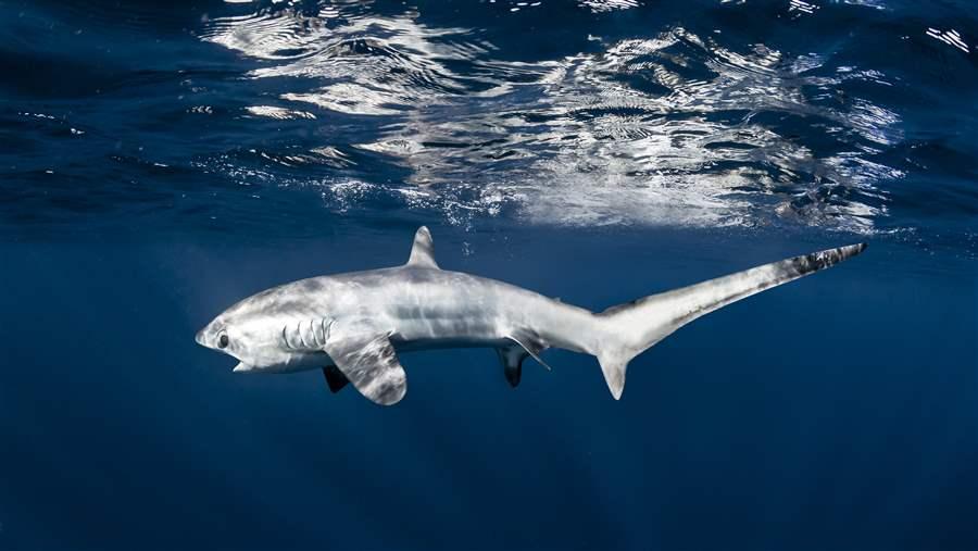 pelagic thresher shark swimming