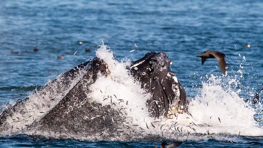 humpback whale