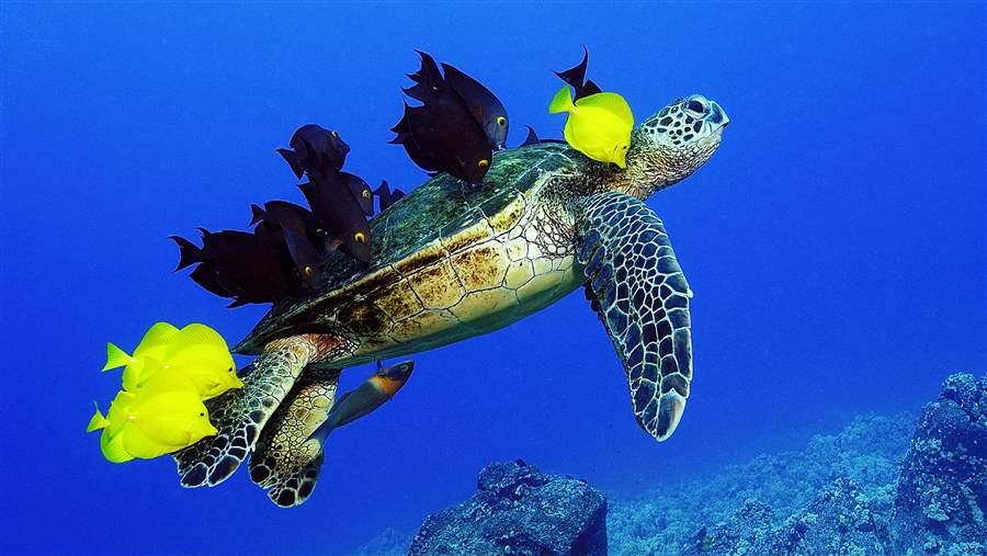 Green turtles and surgeonfish have a mutualist relationship.