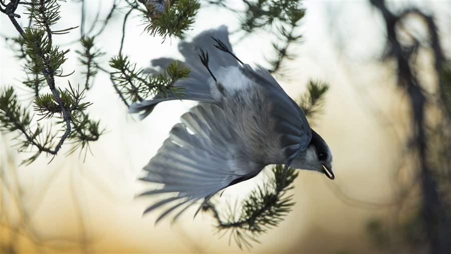 gray jay in the boreal forest