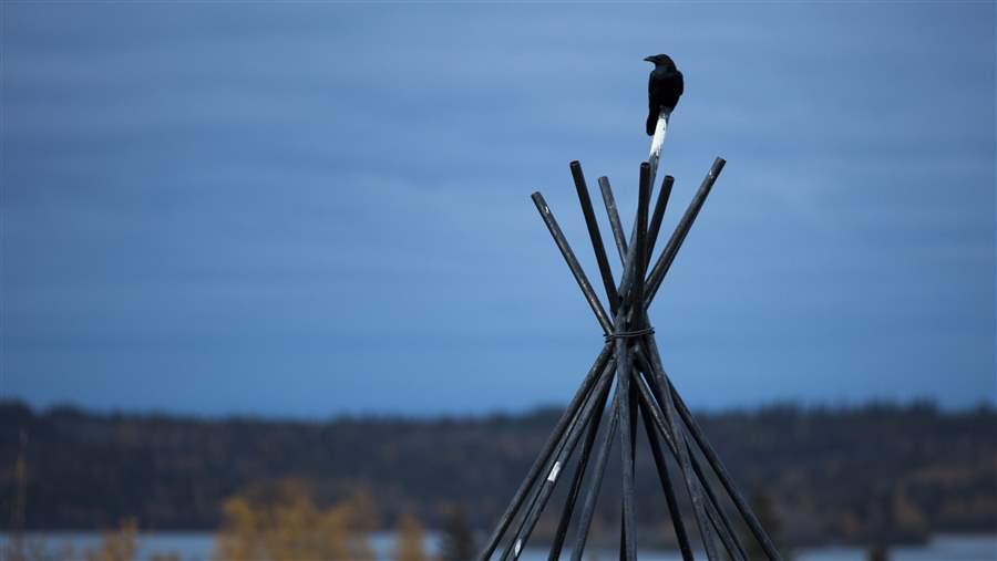 A common raven perches atop a tepee frame in Yellowknife, Northwest Territories.