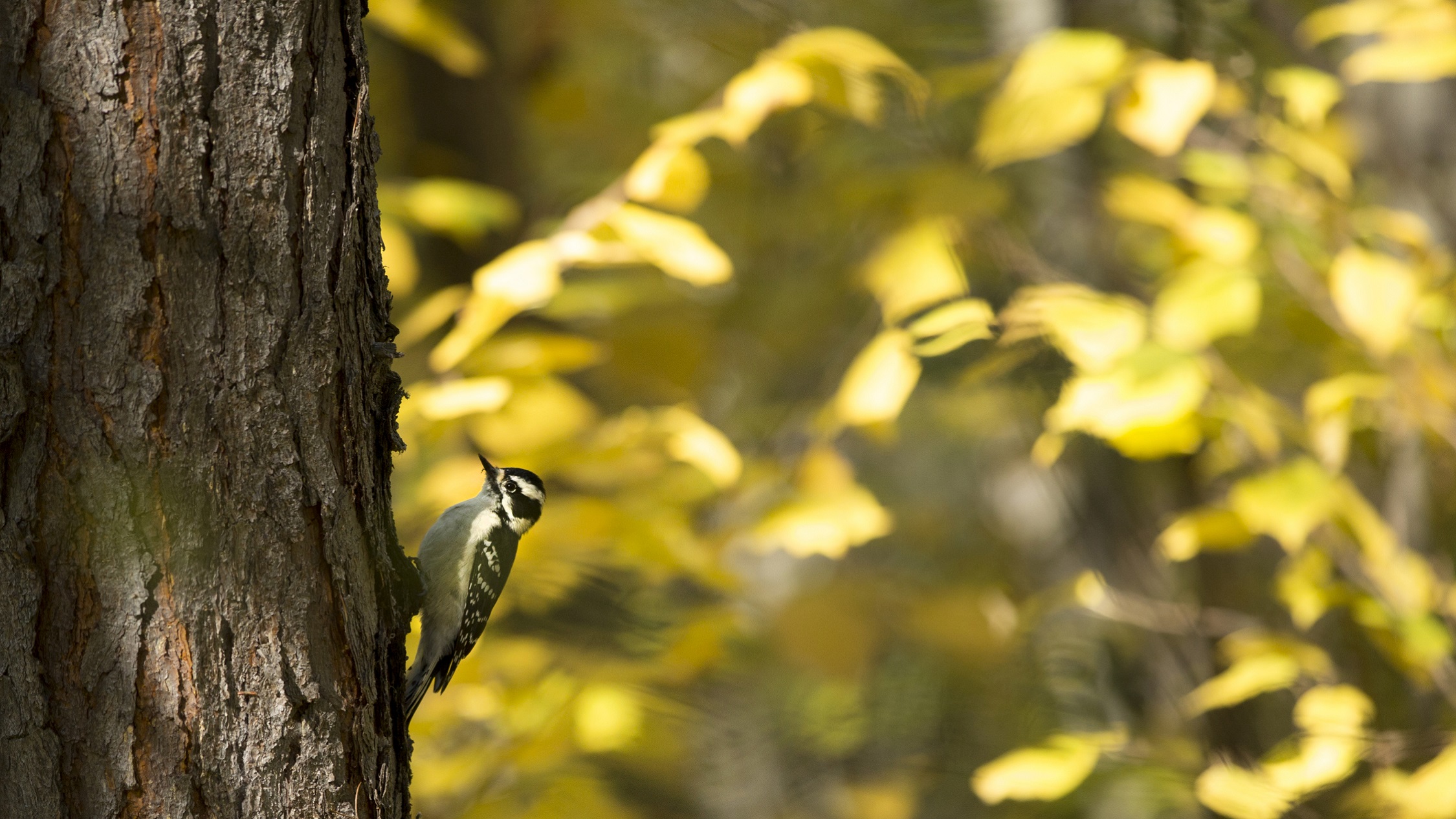 A female downy woodpecker