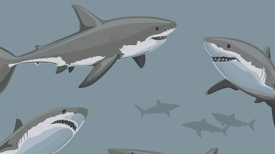 Great white sharks are apex predators in the White Shark Café.