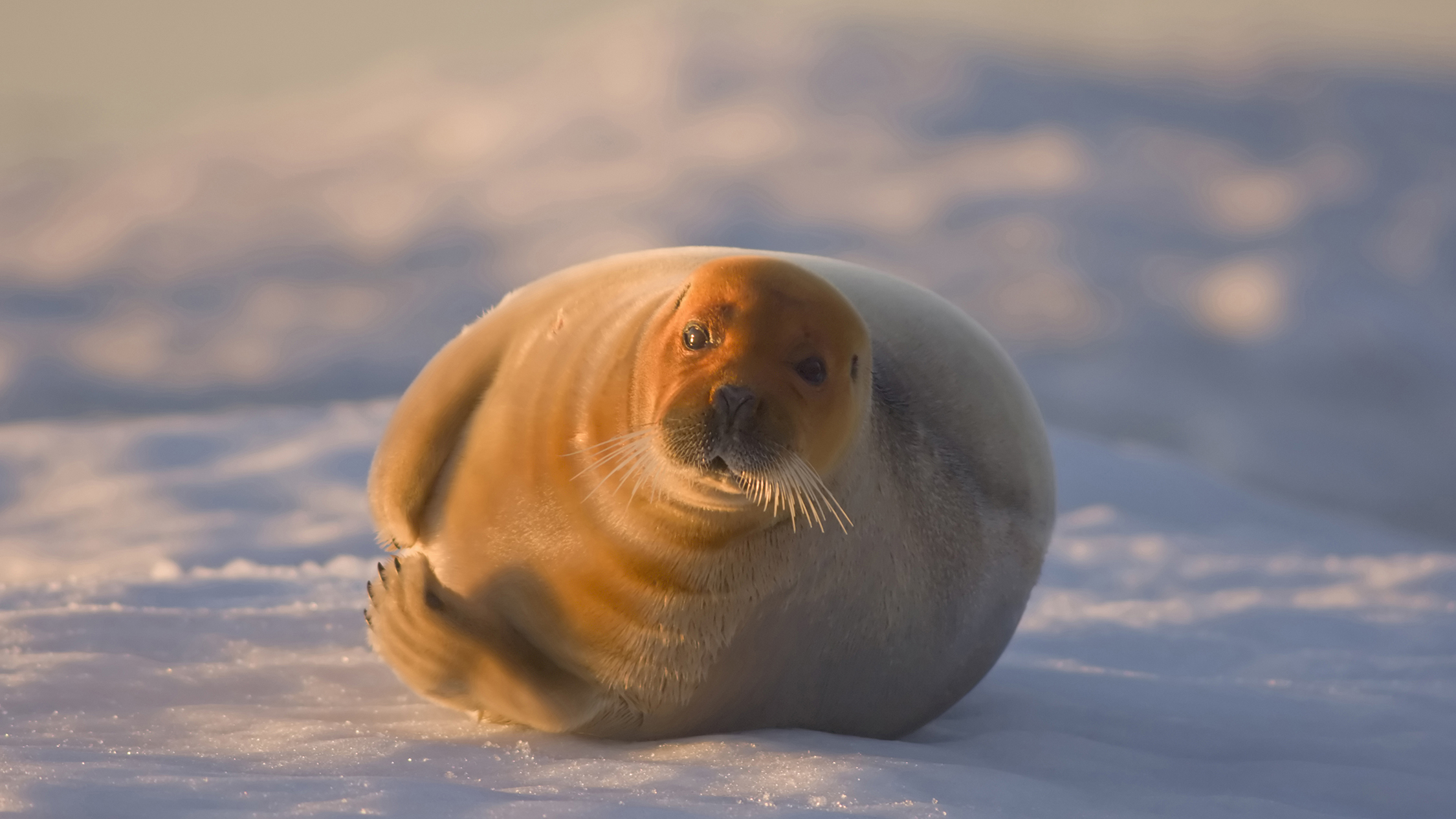 Bearded seals are common in shallow Arctic waters. High concentrations of these animals assemble in the nearshore Chukchi Coastal Buffer to give birth to pups in spring.