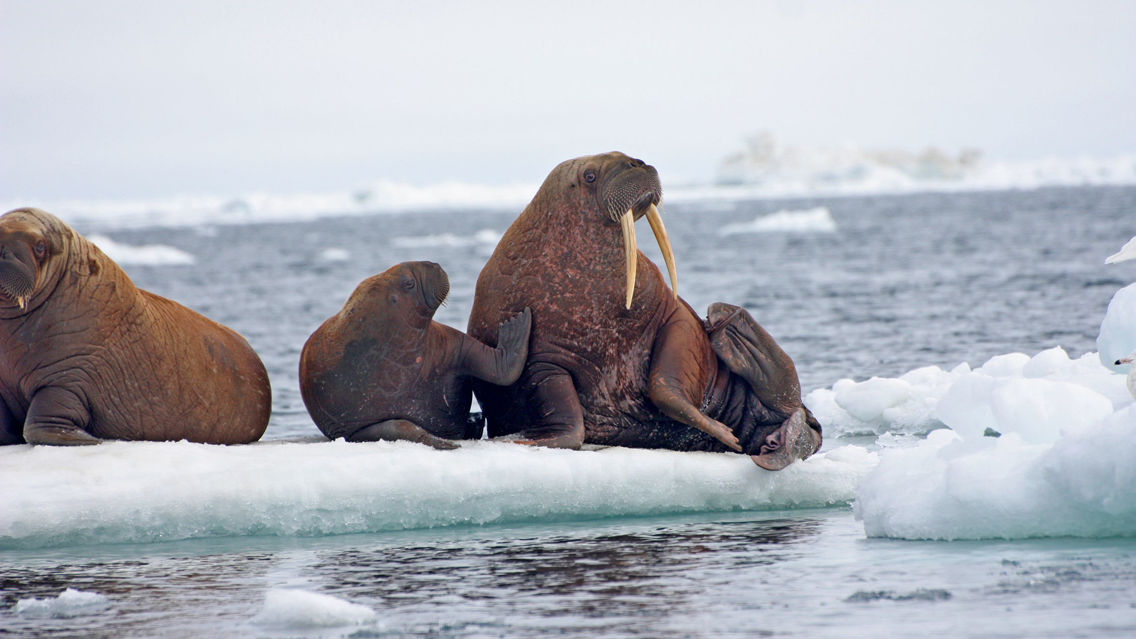 Areas such as the Hanna Shoal in the Chukchi Sea are essential habitat for walruses, which rest in family groups between foraging and migrating.