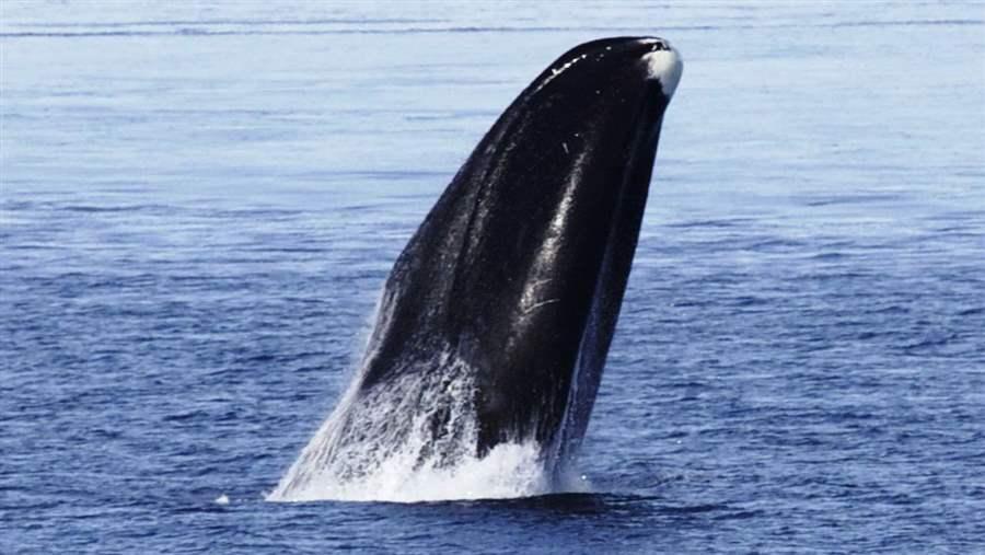 Bowhead whales make their annual journeys through the Chukchi Corridor