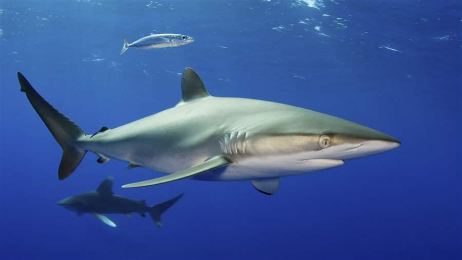 Silky sharks are one of many marine species around Papahānaumokuākea