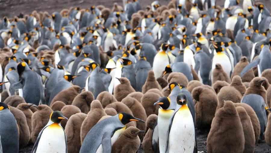Penguins in Gold Harbour